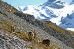 Stelvio, Parco